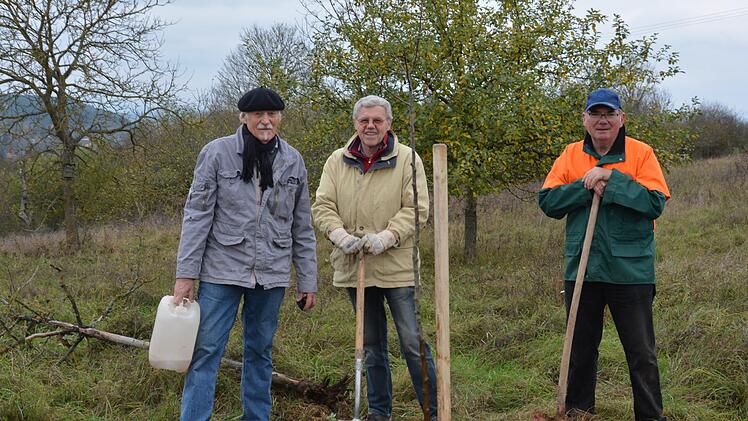 Alte und robuste Obstsorten wollten (von links) Hellmut Petsch, Roman Jonas und Bruno Schäfer erhalten. Hier pflanzen sie gerade einen Apfelbaum an der Streuobstwiese am Wacholder-Wanderweg in Münnerstadt.Björn Hein