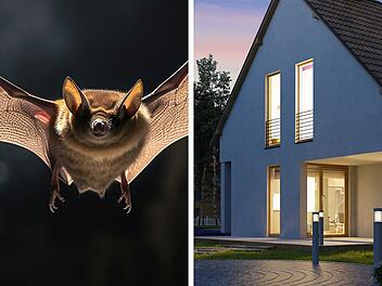 "Fledermaus-Invasion": Stadt Coburg warnt Bewohner eindringlich