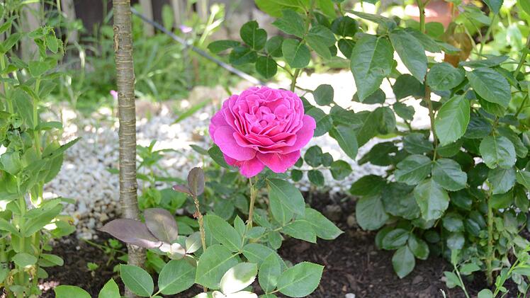 Impressionen aus dem Garten Michaelis in Schirradorf Foto: Dagmar Besand