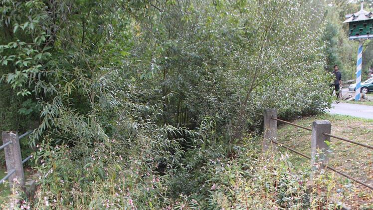 Am Ufer des Zentbach hat das indische Springkraut schon breit gewuchert.Foto: Stefanie Gleixner