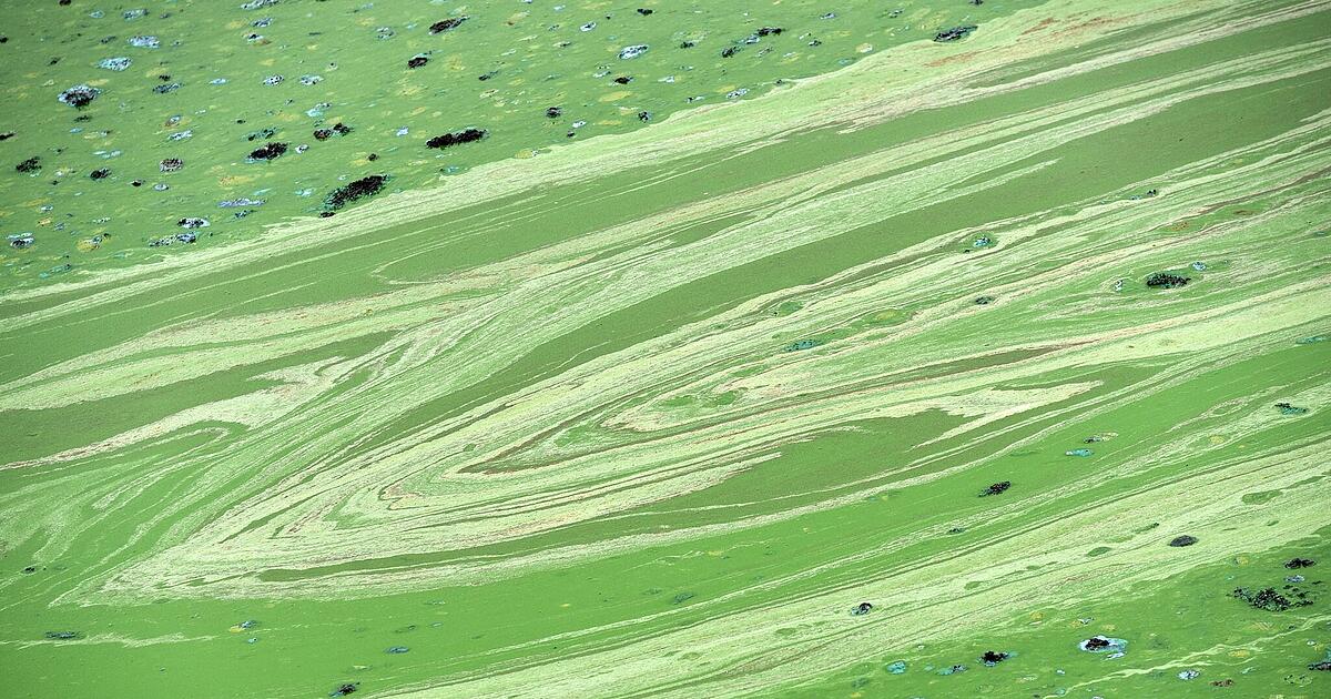 Untreusee: City of Hof issues urgent bathing warning due to blue-green ...