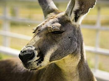 F&uuml;ttern verboten: Ein Krankenhaus bei Sydney hat ein massives Problem mit karottens&uuml;chtigen K&auml;ngurus. Mehrere Touristen wurden auf dem Gel&auml;nde schon von den "sehr aggressiven" Tieren verletzt. Symbolbild: Pixabay/WestTexasKen