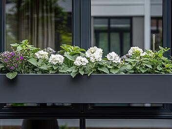 Balkon, Blumenkasten, Urteil, Gericht, Fenster, Pflanzen, Begrünung