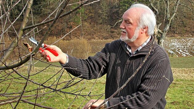 Was beim Schnitt eines jungen Obstbaums vers&auml;umt wird, ist sp&auml;ter nicht oder kaum mehr gut zu machen. Foto: Tobias Stich