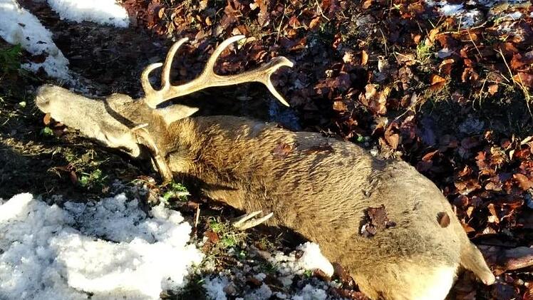 Der Hirsch starb weniger Minuten nach der Kollision.