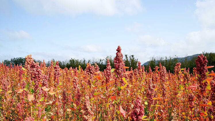 Das Quinoa-Feld bei Zaubach bietet einen exotischen Anblick.