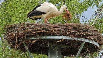 Der 2011 in Hammelburg geborene und beringte Storch baut an seinem Nest in Scherneck im Landkreis Coburg. Foto: Hans Schönecker