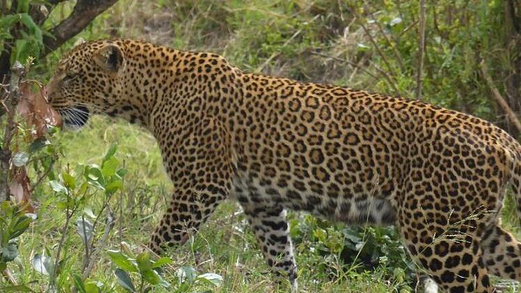 Beeindruckendes Mitglied der Big Five: Ein Leopard.Günther Schneider