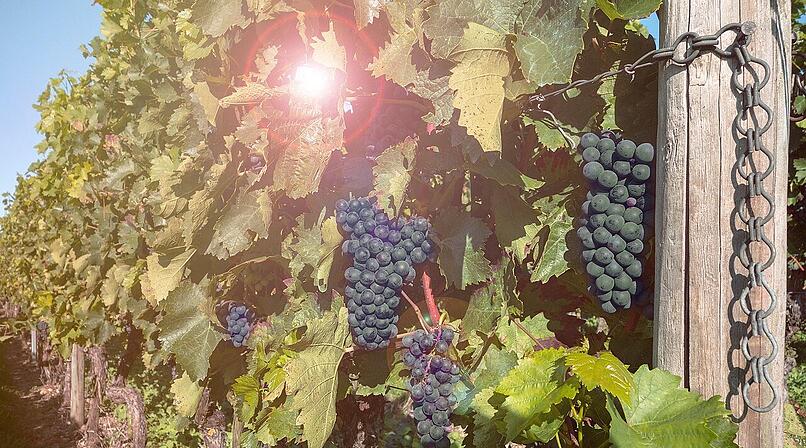 Dettelbacher Weinfest 2026