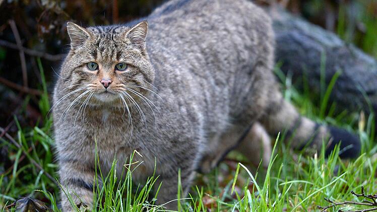 Die Wildkatze wurde im Osten des Hauptsmoorwaldes gesichtet.
