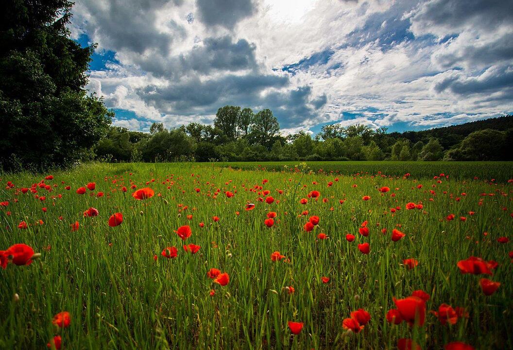 Wiese bei Köttmannsdorf. Foto: Markus Zweig