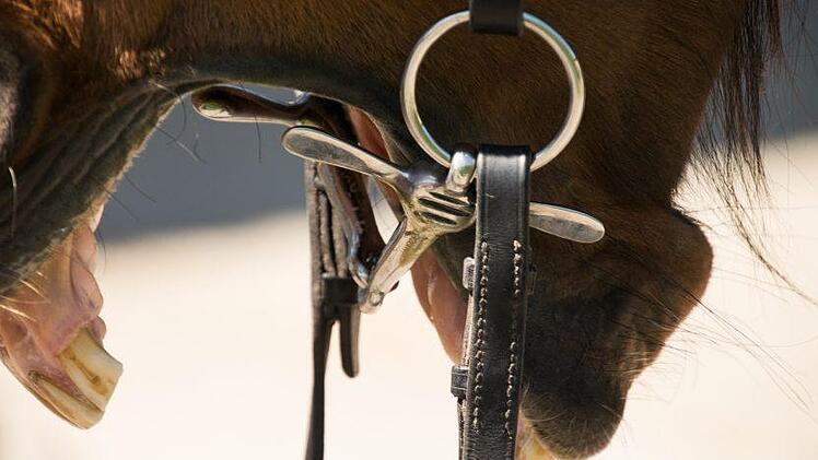 Im Kreis Erlangen-Höchstadt attackierte ein Pferd zwei Menschen. Eine Frau ist nun an den schweren Bissverletzungen gestorben. Symbolfoto: PixelwunderByRebecca/pixabay