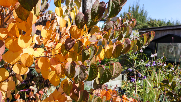 Ausgefallene Sträucher und Gehölze geben dem Garten einen besonderen Reiz - auch im Herbst! Foto: Native Plants