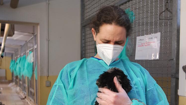 Tierheim Nürnberg nimmt über 100 Welpen auf