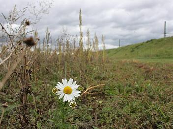 Eine einzige Blume steht noch auf dem Areal am Kreisel zur Obermain-Therme.  Fotos: Tobias Kindermann