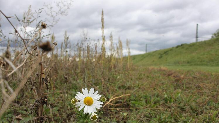 Eine einzige Blume steht noch auf dem Areal am Kreisel zur Obermain-Therme.  Fotos: Tobias Kindermann