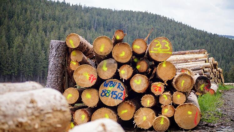 Vor den Wäldern türmen sich die Stämme. Die Sägewerk sind voll. Das Holz nahe des Waldes wurde mit Insektizid behandelt. Foto: B. Sünkel