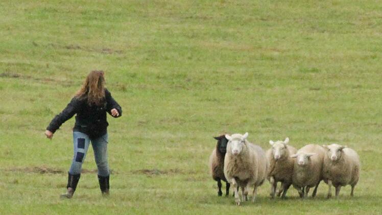 Franken-Trial der Border Collies  Foto: Sonny Adam