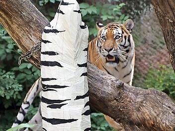 Die Skulpturen im Gehege der Tiger verstören manche Besucher.  Foto: Tiergarten Nürnberg