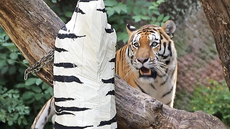 Die Skulpturen im Gehege der Tiger verstören manche Besucher.  Foto: Tiergarten Nürnberg