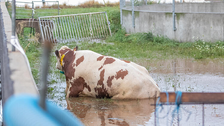 Kuh droht auf Weide zu ertrinken: Heftige Unwetter im Landkreis Fürth