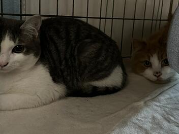 Allt&auml;gliches Problem: Katzen vor Tierheim Erlangen ausgesetzt