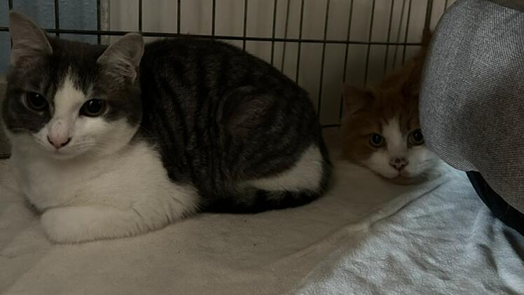 Allt&auml;gliches Problem: Katzen vor Tierheim Erlangen ausgesetzt