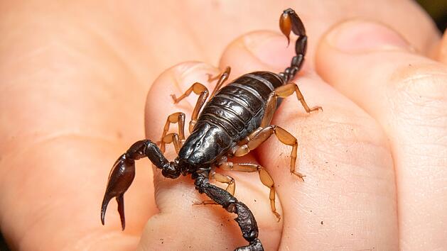Skorpion sticht Frau in Marburg