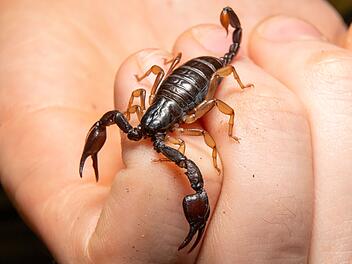 Skorpion sticht Frau in Marburg