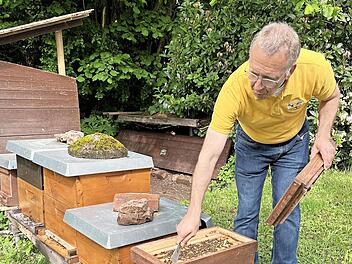 Spannende Einblicke in den Aufbau eines Bienenstocks.