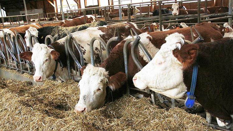 Besuch im Stall von Christine und Christian Werner in Poxdorf. Foto: Josef Hofbauer