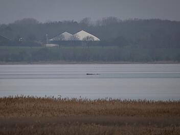 Wal erneut gestrandet