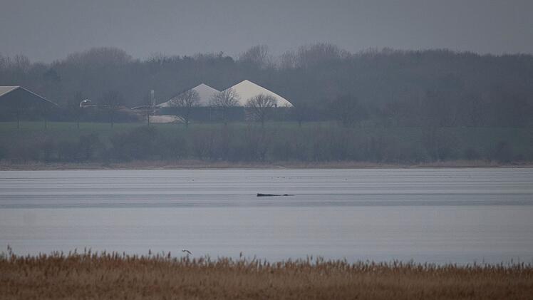 Wal erneut gestrandet