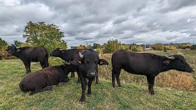 "Tierisch gut": Flughafen N&uuml;rnberg setzt  Wasserb&uuml;ffel als Mitarbeiter ein
