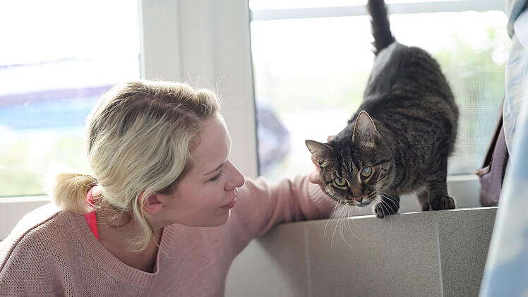 Katzenstreichler im Tierheim Feucht gesucht