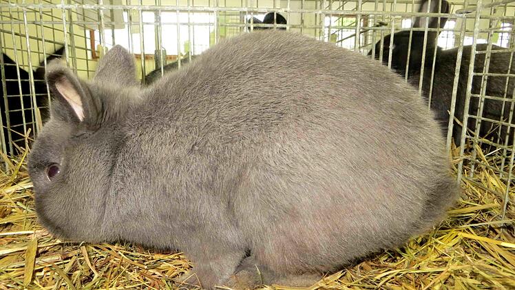 Ein Kaninchen war schöner als das andere.  Richard Sänger