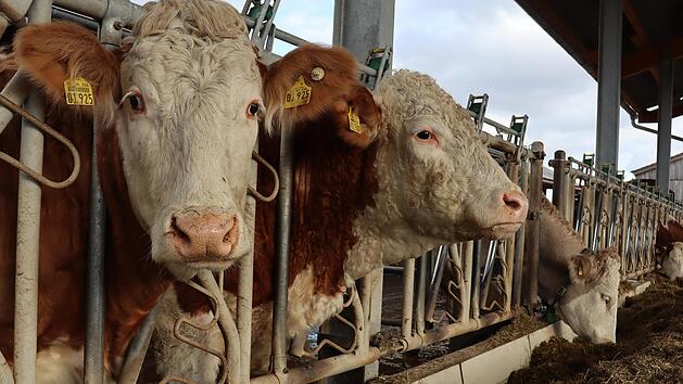 Wer versorgt die K&uuml;he, wenn der Bauer corona-positiv ist? Helfer sind in der Landwirtschaft rar - und oft werden die Betriebe in der Familie gef&uuml;hrt.