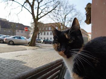 Ein schönes Plätzchen: Der Viehmarkt soll zum Verweilen einladen.Foto: Arkadius Guzy