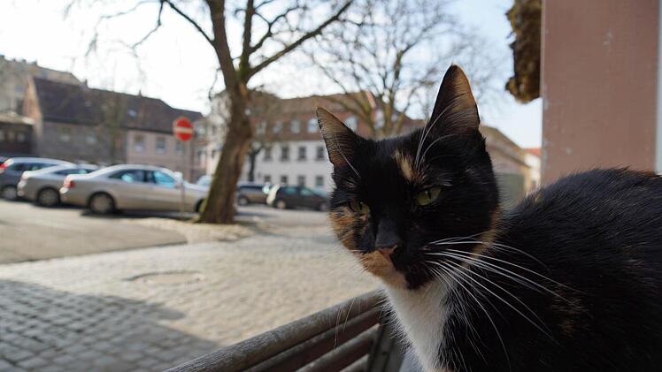 Ein schönes Plätzchen: Der Viehmarkt soll zum Verweilen einladen.Foto: Arkadius Guzy