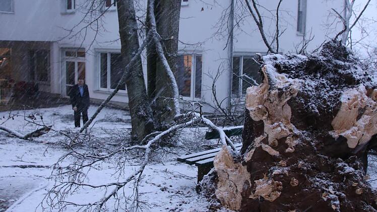 Umgestürzte Buche am Heiligenhof in Bad Kissingen. Foto: Paul Ziegler