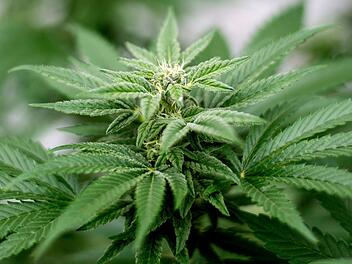 Cannabis-Pflanze