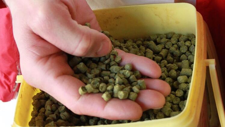 Auch Hopfenpellets sind purer Hopfen - nur bereits gereinigt und gepresst.