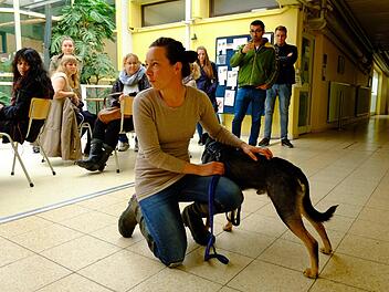 Das Tierheim in Nürnberg kann sich von freiwilligen Hundefreunden am Wochenende kaum retten. Unter der Woche werden ehrenamtliche Gassigeher noch gesucht. Foto: Nikolas Pelke