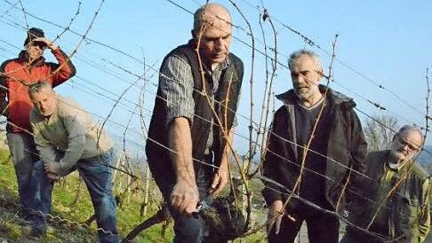 Vorbereitung für das Weinjahr: Hubert Wohlfahrt von der GWF informiert Winzer aus Hammelburg, Wirmsthal und Ramsthal über die anstehenden Arbeiten. Foto: Elisabeth Assmann
