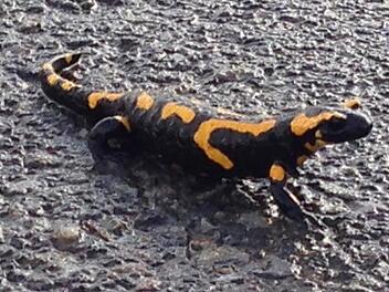 Viel zu früh unterwegs: Dieser Feuersalamander saß bereits am 28. Januar Bei Burkardroth auf dem Feldweg zur Aschachquelle. Foto: Kathrin Kupka-Hahn