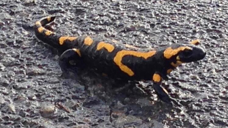 Viel zu früh unterwegs: Dieser Feuersalamander saß bereits am 28. Januar Bei Burkardroth auf dem Feldweg zur Aschachquelle. Foto: Kathrin Kupka-Hahn