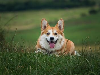 Nürnberg: Hundesteuer 2025 bald fällig - Stadt erinnert an wichtige Frist