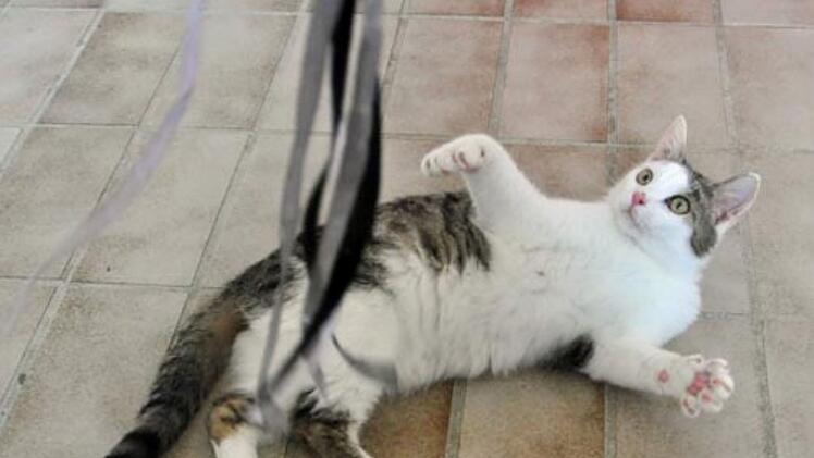 Tierheim Hof: Kater Manni musste sich durchs Leben k&auml;mpfen - jetzt braucht er viel Liebe