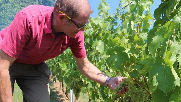 St&auml;ndig muss J&uuml;rgen Schneidawind seine Trauben begutachten, damit Pilze keine Chance haben.  Fotos: Lisa Kieslinger