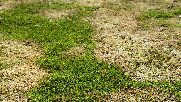Schimmel im Rasen: So wirst du den Pilz in deinem Garten los